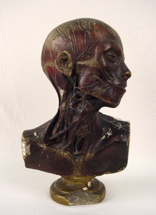 Brown painted anatomical model of a head looking to the right; veins and arteries are visible, as are muscles and other structures.